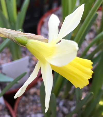 Narcissus Elka 